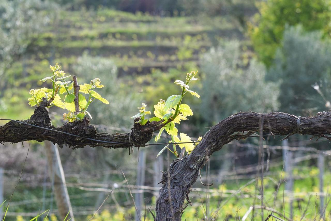 Quinta Dos Padrinhos - Suites In The Heart Of The Douro Lamego Esterno foto